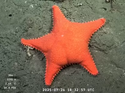 La estrella de mar descubierta por el Conicet lleg� al New York Times.