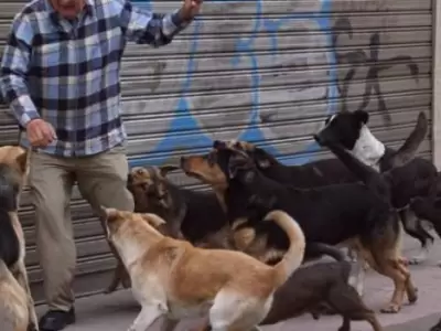 La normativa existe, pero no alcanza: violento ataque de perros en Guaymall�n genera alarma (imagen ilustrativa).