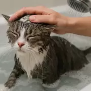 C�mo y cu�ndo ba�ar a tu gato sin generarle estr�s innecesario