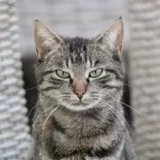 Día del Gato: cómo entender y cuidar a nuestros "mini tigres" domésticos