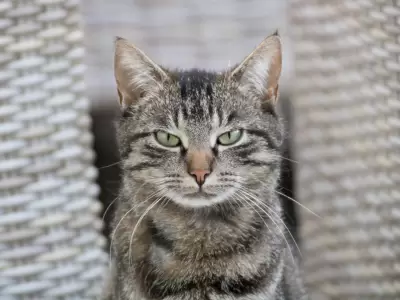 El lenguaje secreto de los gatos: aprende a comunicarte con tu felino.