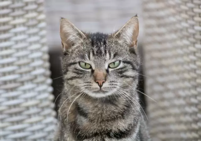 El lenguaje secreto de los gatos: aprende a comunicarte con tu felino.