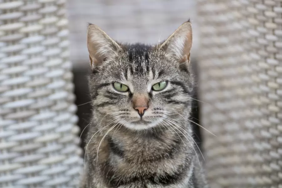 El lenguaje secreto de los gatos: aprende a comunicarte con tu felino.
