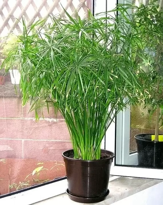 Papiro
