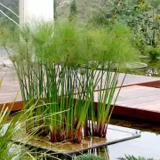 �Sab�as que hay una planta que perfuma tu casa y adem�s cuida el medio ambiente?