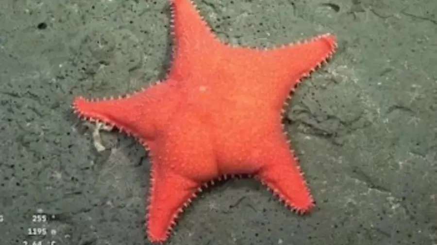 Estrella culona