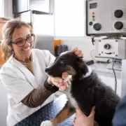 Cu�nto cuesta mantener a un perro en un hogar argentino