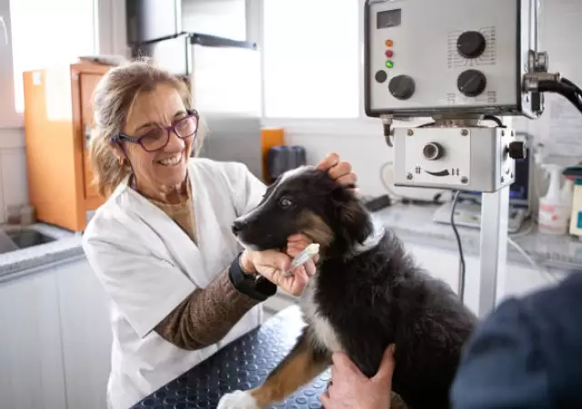 �Cu�nto sale mantener a un perro en Argentina?