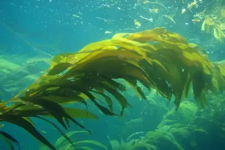 El alga Wakame es una fuente rica de �cido eicosapentaenoico, un �cido graso omega-3.