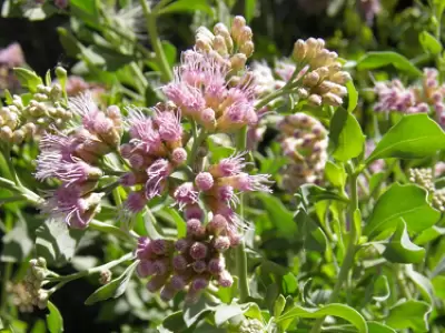 La planta comunmente llamada 'pajaro bobo' es objeto de estudios para determinar sus propiedades contra el c�ncer. (Foto: Conicet Mendoza)