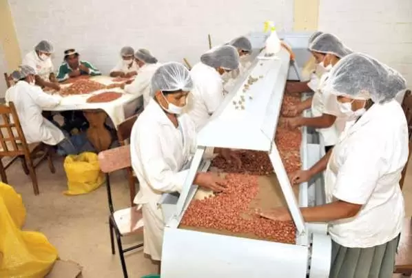 En esta planta se aprovecha hasta la pel�cula que recubre a la semilla. De ella se puede obtener, incluso, alimento para mascotas.
