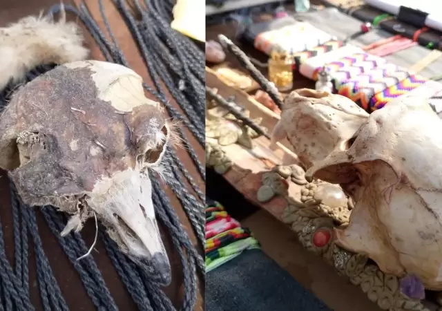 Restos de animales en artesan�as./