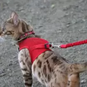 Si tu gato está estresado, ¿lo sacarías a pasear con una correa?