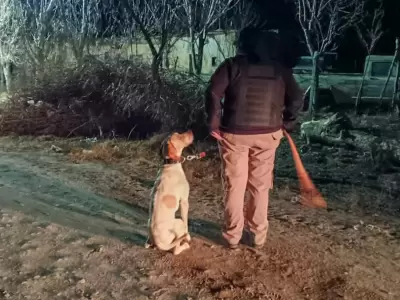 Fito mira fijamente a su compa�ero humano a la espera de alguna orden para emprender su labor. /