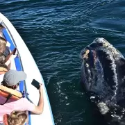 Récord histórico en la Península de Valdés: más de 2100 ballenas en la temporada