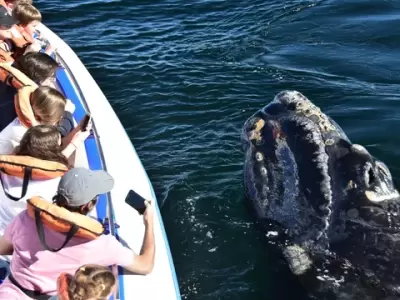 Ballena Franca Austral