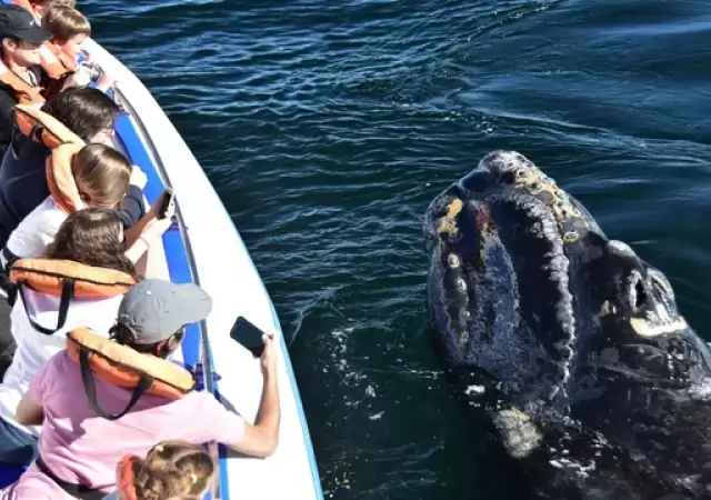 Ballena Franca Austral