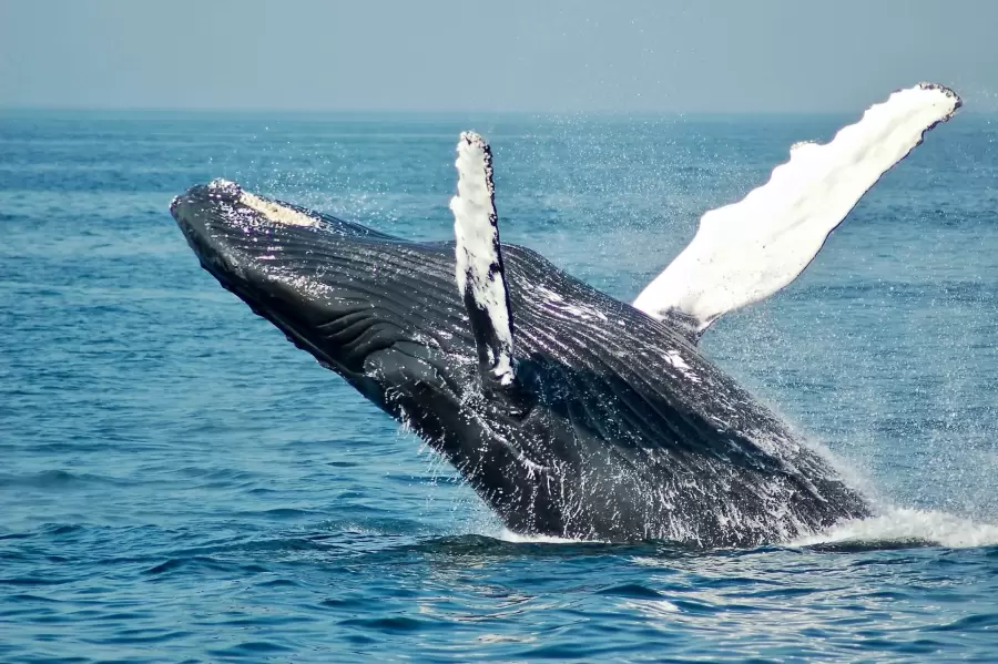 Un ejemplar de ballena franca austral. (Foto: archivo web)
