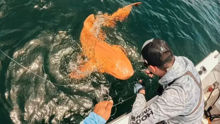 Los pescadores deportivos devolvieron el ejemplar al mar, luego de pescarlo y sacarle fotograf�as.