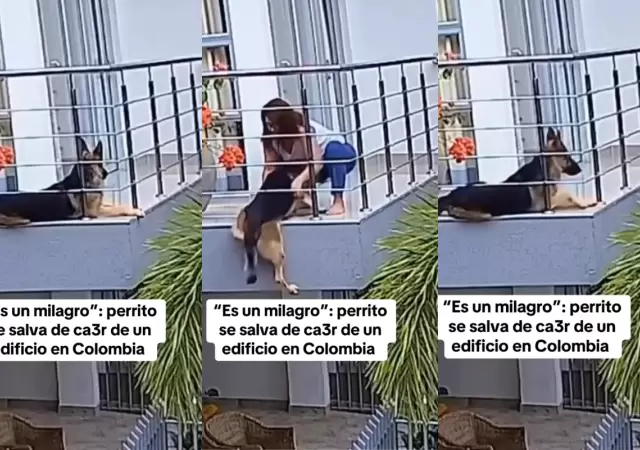 El emotivo momento en que un pastor alemn casi cae de un balcn y es salvado por su duea conmovi a miles en TikTok.