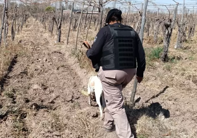 El olfato de Fito fue decisivo para esclarecer el hecho.