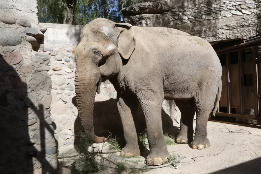 Tamy, el elefante del Ecoparque falleció a los 55 años/ Fuente: Prensa Gobierno de Mendoza