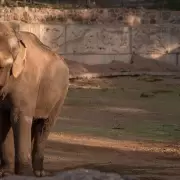 Autopsia de Tamy: se conoció de qué murió el elefante del Ecoparque de Mendoza