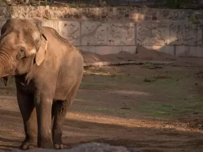 Tamy, el elefante del Ecoparque falleci� a los 55 a�os/ Fuente: Prensa Gobierno de Mendoza