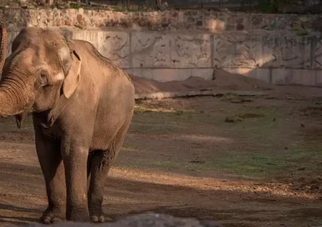 Tamy, el elefante del Ecoparque falleci� a los 55 a�os/ Fuente: Prensa Gobierno de Mendoza
