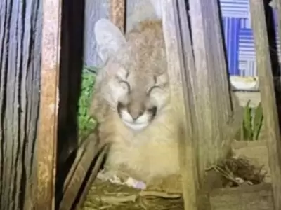 Sorpresa y temor: los vecinos del barrio Santa Rafaela, de A�atuya, vieron en primera persona a un cachorrito de puma.