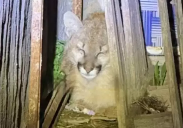 Sorpresa y temor: los vecinos del barrio Santa Rafaela, de A�atuya, vieron en primera persona a un cachorrito de puma.