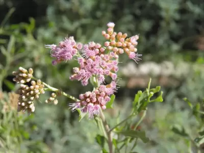 P�jaro bobo.