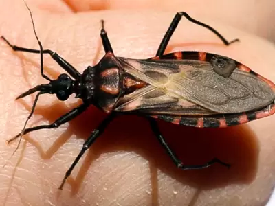 La enfermedad de chagas puede afectar a personas de cualquier edad.