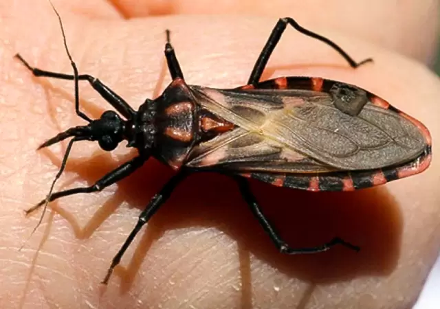 La enfermedad de chagas puede afectar a personas de cualquier edad.