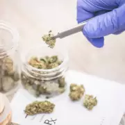 Mendoza avanza con la ley de cannabis medicinal y c��amo industrial
