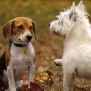 Perros m�s longevos: dos estudios podr�an extender su vida media hasta un 30%