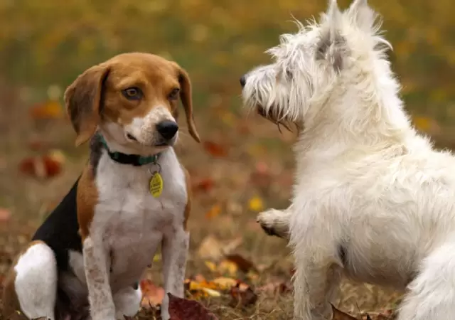 Ensayos en Estados Unidos prueban f�rmacos antioxidantes para aumentar la longevidad de perros,