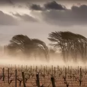 Viento Zonda y nevadas en Mendoza: el pron�stico completo