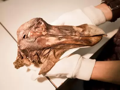 Investigadores buscan "revivirlo" con modernas t�cnicas. (Foto: archivo web)