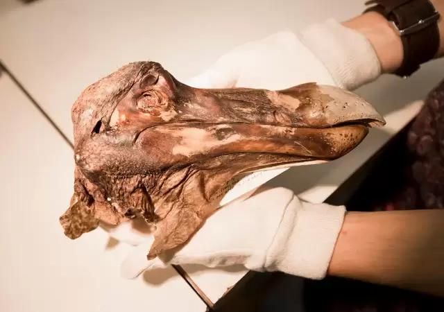 Investigadores buscan "revivirlo" con modernas t�cnicas. (Foto: archivo web)