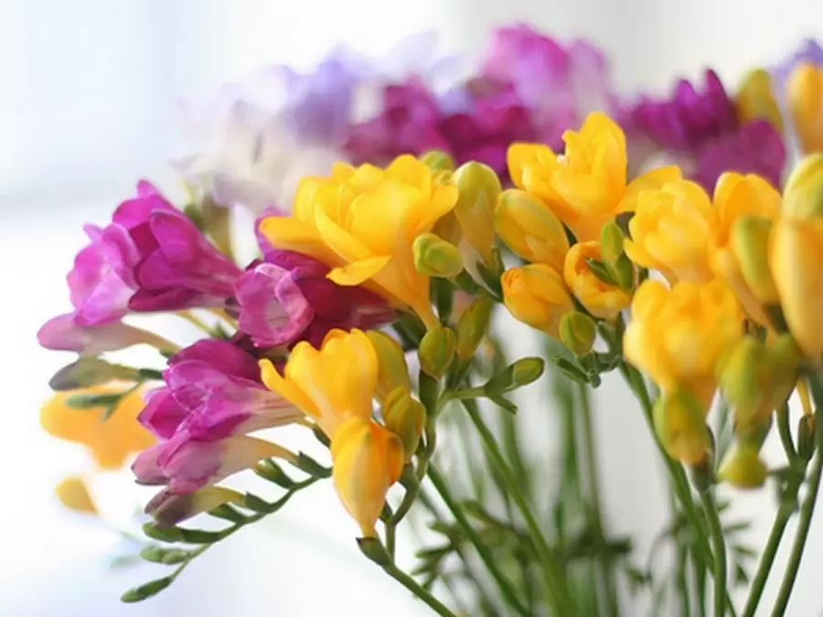 Fresias/ Fuente: Web