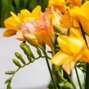 El secreto casero para que las flores no se marchiten r�pido en el florero