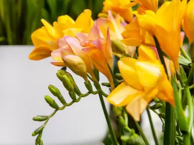Fresias/ Fuente: Web
