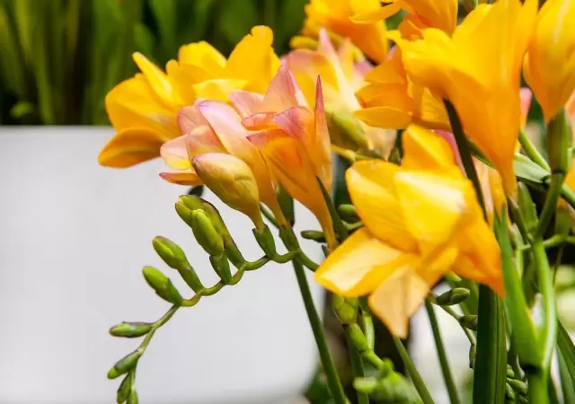 Fresias/ Fuente: Web
