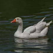 VIDEO | Rob� gansos de los Lagos de Palermo y los meti� a nadar en su pileta