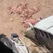 Vuelco de camión con carne en Guaymallén: por qué no es apta para consumo humano