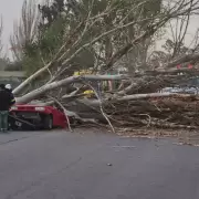 Tragedia en Maip� por la ca�da de un �rbol