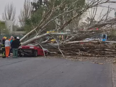 Una persona falleci� luego de la ca�da de un �rbol sobre su auto.