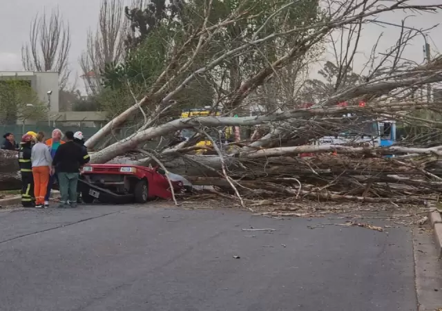Una persona falleci� luego de la ca�da de un �rbol sobre su auto.