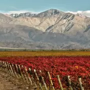 Vinexpo Explorer Mendoza: un impulso clave que posiciona al vino mendocino en el mundo